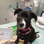 Blackman Animal Clinic