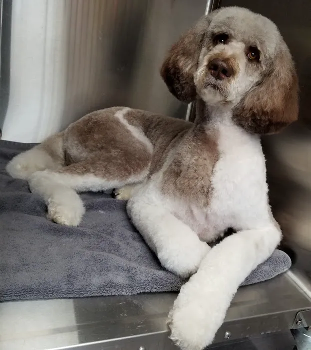 Crossroads Animal Hospital and Pet Resort Picture 5