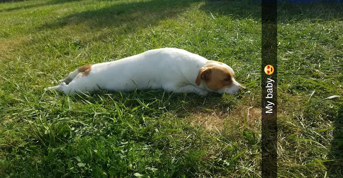 Bridgewater Vet Picture 3