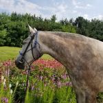 The Veterinary Standard PLLC