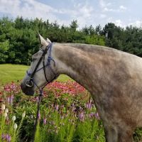 The Veterinary Standard PLLC ico