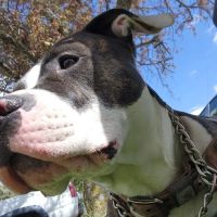 Milan Area Animal Hospital ico