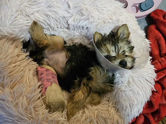 Milan Area Animal Hospital Picture 6