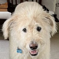 Animal Medical Center of Saline ico