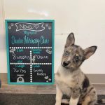Dundee Veterinary Clinic