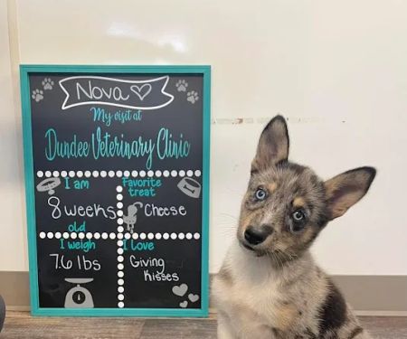 Dundee Veterinary Clinic