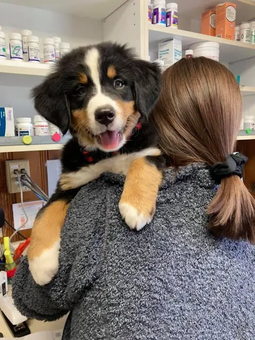 Dundee Veterinary Clinic Picture 8