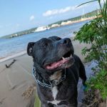 VCA Marshall Animal Hospital