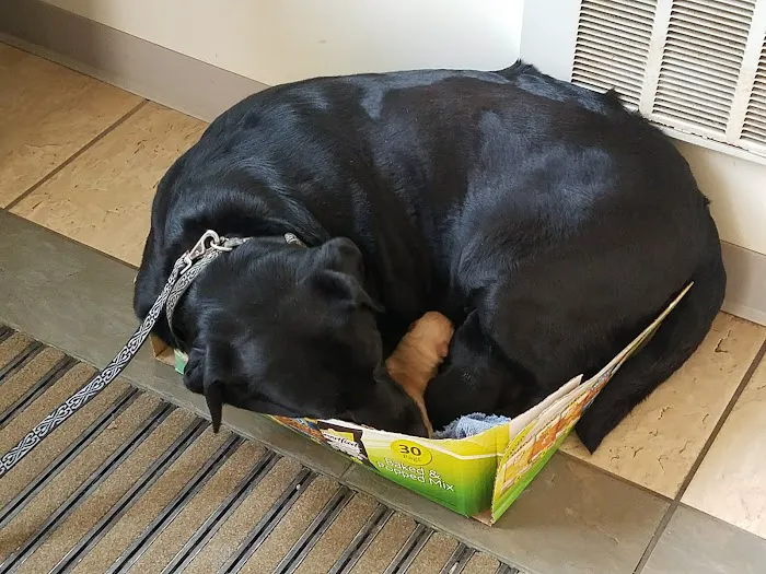 VCA Marshall Animal Hospital Picture 9