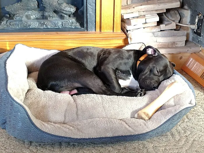 VCA Marshall Animal Hospital Picture 8