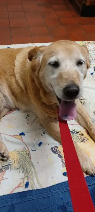 Log Cabin Animal Hospital Picture 7