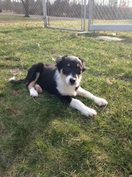 Log Cabin Animal Hospital Picture 8