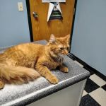 Southside Veterinary Clinic with Bed & Biscuit Boarding