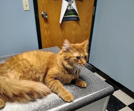 Southside Veterinary Clinic with Bed & Biscuit Boarding