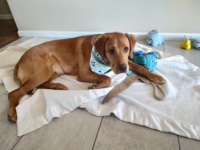 Southside Veterinary Clinic with Bed & Biscuit Boarding Picture 2