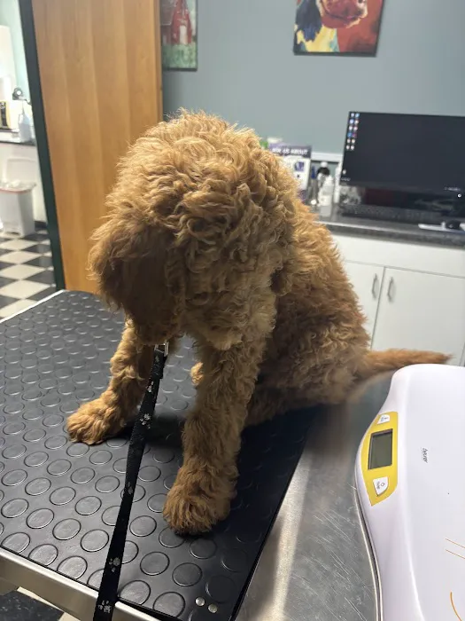 Southside Veterinary Clinic with Bed & Biscuit Boarding Picture 4