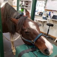 Beadle Lake Veterinary Clinic ico