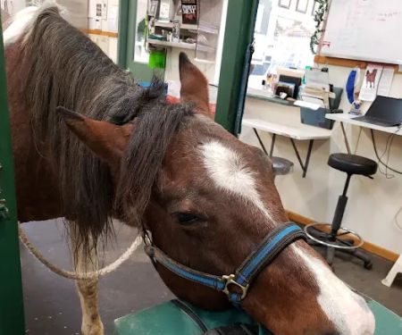 Beadle Lake Veterinary Clinic