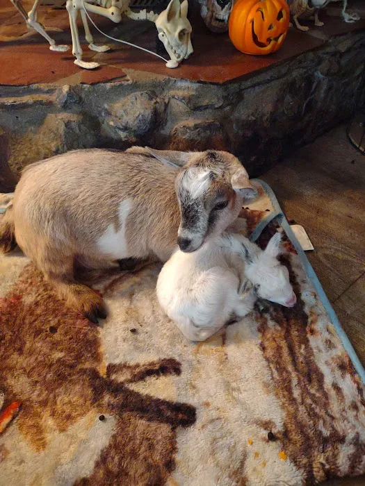 Beadle Lake Veterinary Clinic Picture 8