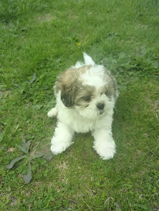 Samson Mason H DVM Picture 2