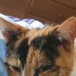 Eaton County Humane Society - Spay/Neuter Clinic & Wellness Center