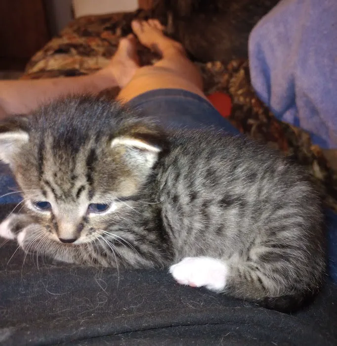 Eaton County Humane Society - Spay/Neuter Clinic & Wellness Center Picture 4