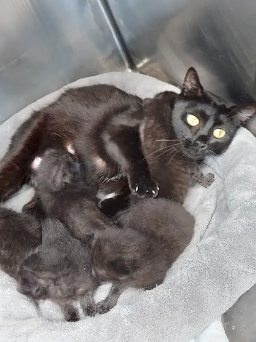 Eaton County Humane Society - Spay/Neuter Clinic & Wellness Center Picture 5