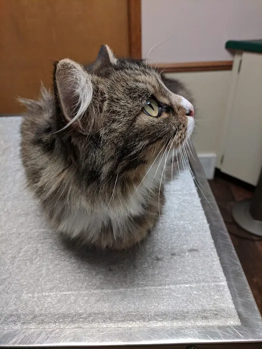 Denney Veterinary Services Picture 4