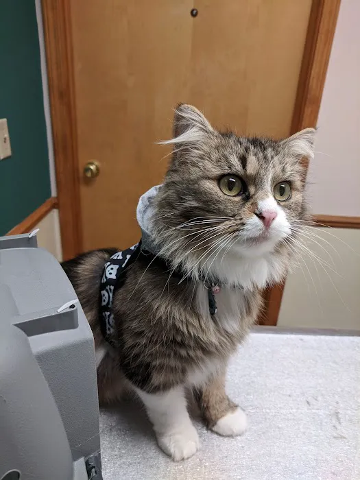 Denney Veterinary Services Picture 3