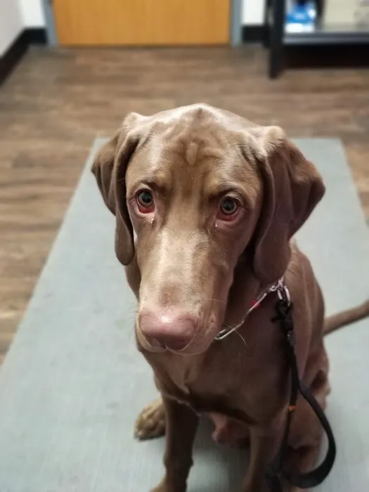 Denney Veterinary Services Picture 5