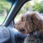 Dickman Road Veterinary Clinic: Bradley R DVM