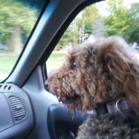 Dickman Road Veterinary Clinic: Bradley R DVM ico