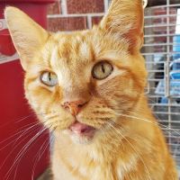 Cornerstone Veterinary Services Inc ico