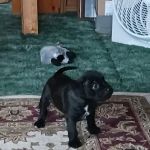 Manchester Veterinary Clinic & Supply