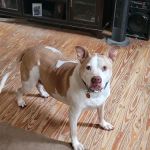 Eel River Veterinary Clinic