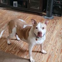Eel River Veterinary Clinic ico