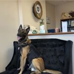 AA Vetcare LLC
