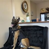 AA Vetcare LLC ico