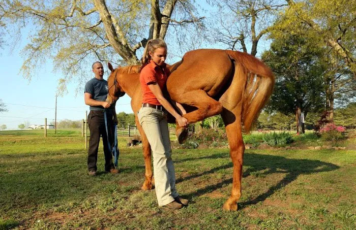 Garrison Equine Veterinary Care, LLC Picture 2