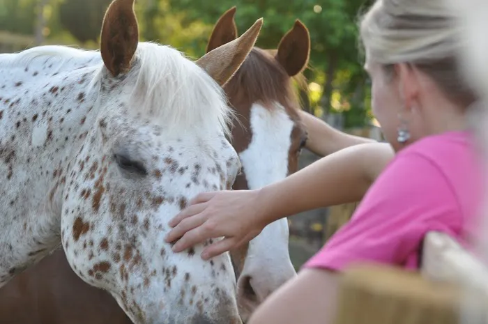 Garrison Equine Veterinary Care, LLC Picture 1