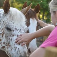 Garrison Equine Veterinary Care, LLC ico