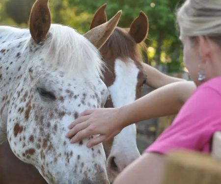 Garrison Equine Veterinary Care, LLC