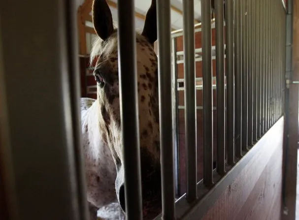 Garrison Equine Veterinary Care, LLC Picture 9