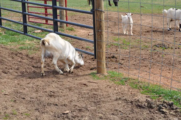Crossroads Animal Hospital Picture 4