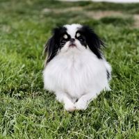 Keowee Animal Hospital ico
