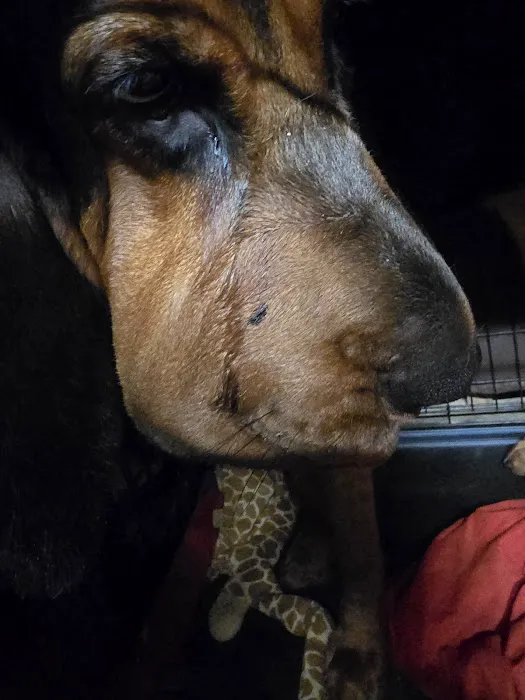 Walhalla Veterinary Clinic: Stroud David P DVM Picture 3