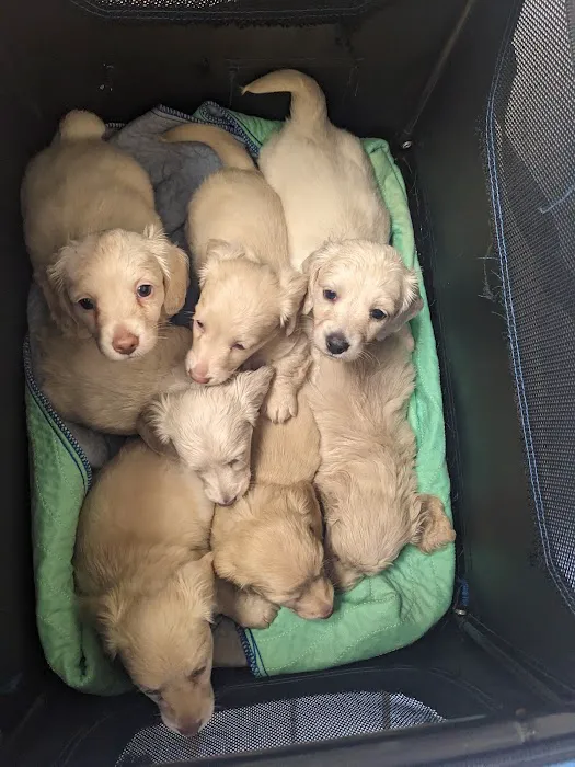 West Columbia Animal Clinic Picture 7