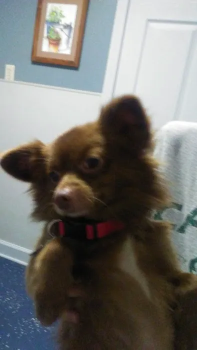 Animal Medical Clinic: Chester C Craig DVM Picture 4