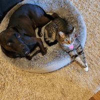 Animal Medical Clinic: Chester C Craig DVM ico