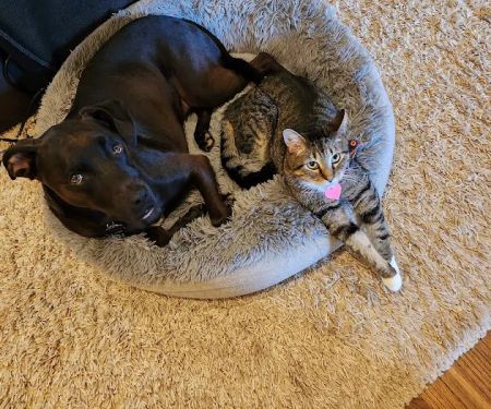 Animal Medical Clinic: Chester C Craig DVM
